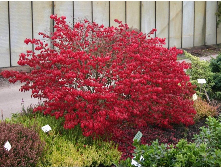 Бересклет Европейский ред Каскад