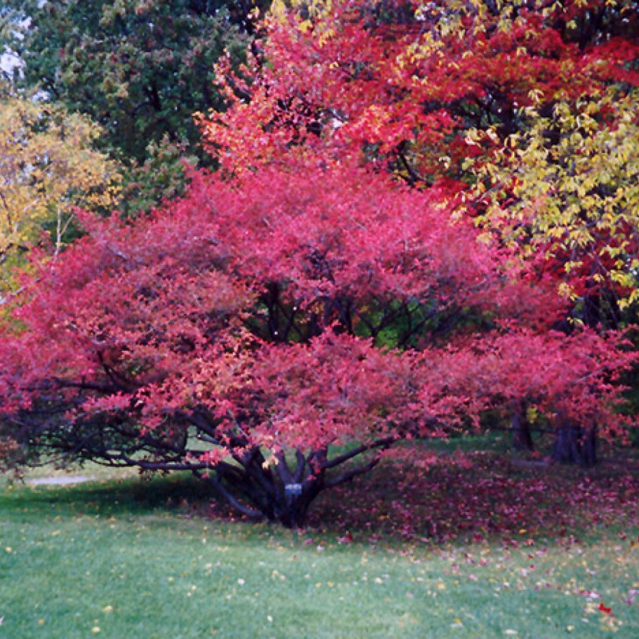 Euonymus phellomanus