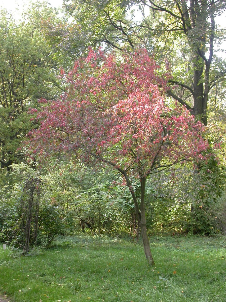 Бересклет Европейский кустарник