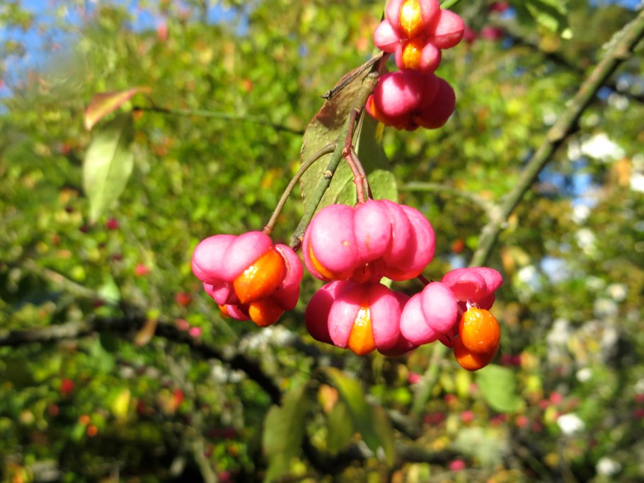 Бересклет Маака Euonymus maackii