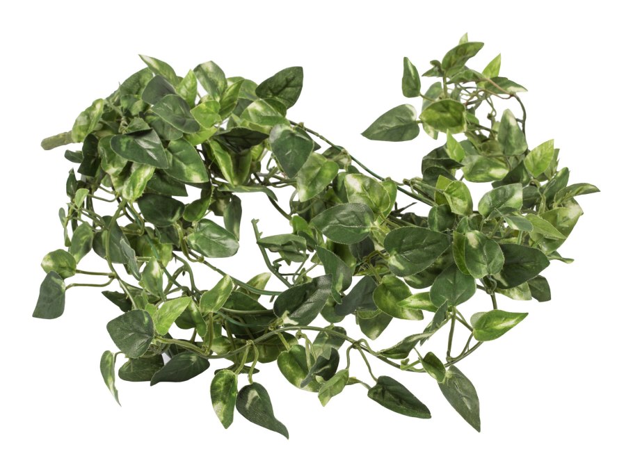 Плющ мужегон