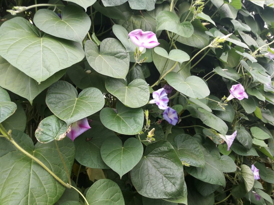 Кортизон Вьюн