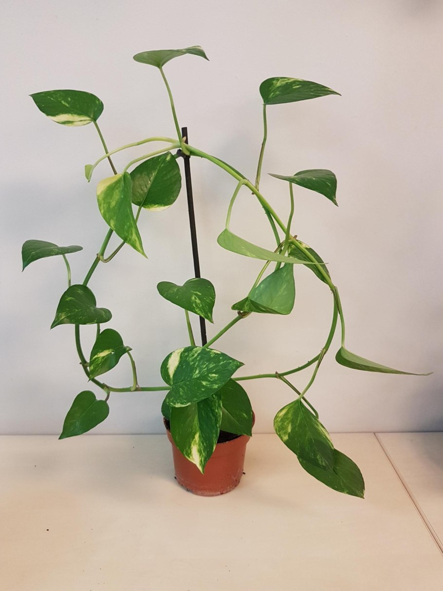 Сциндапсус Росток