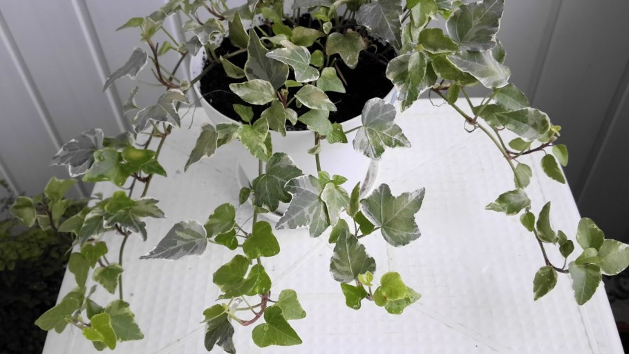 Вьюнок плющ комнатный