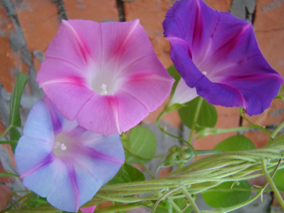 Цветок Вьюнок комнатный фото