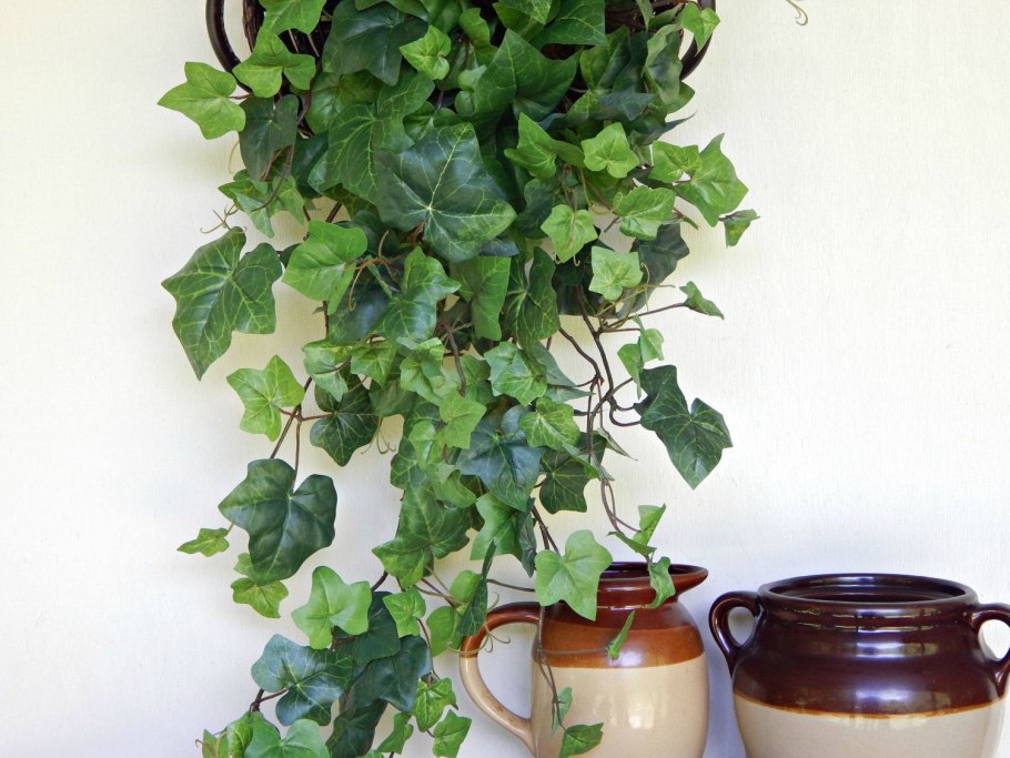 Огородный цветок Вьюн