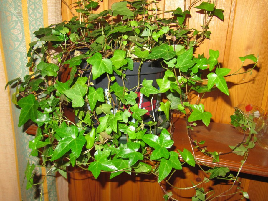 Циссус разноцветный