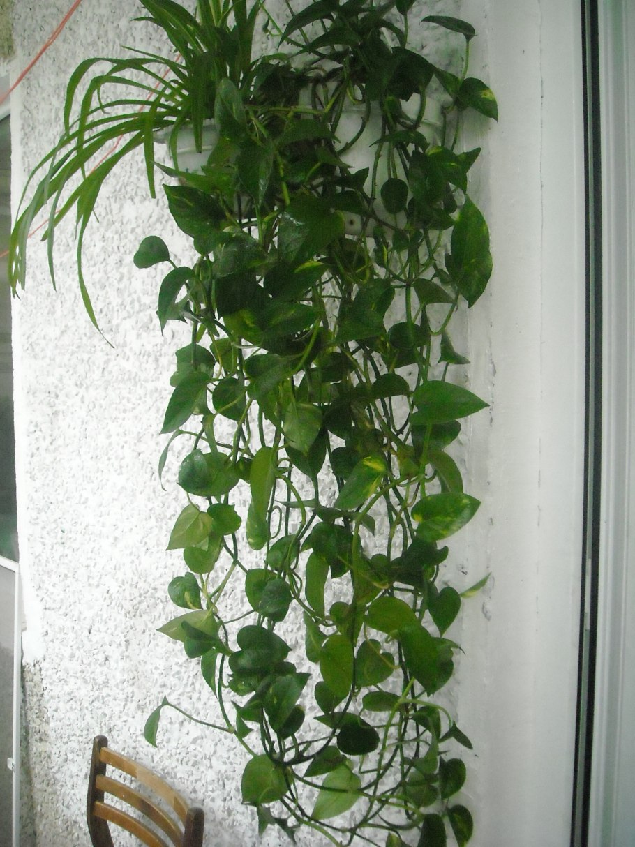 Лиана цветок сциндапсус