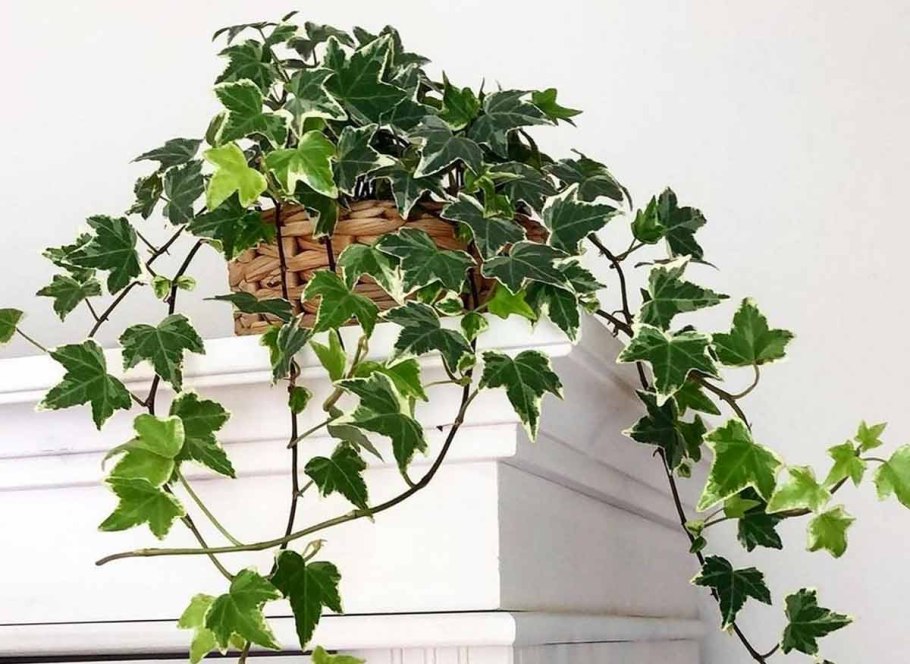 Сциндапсус Вьюн Лиана