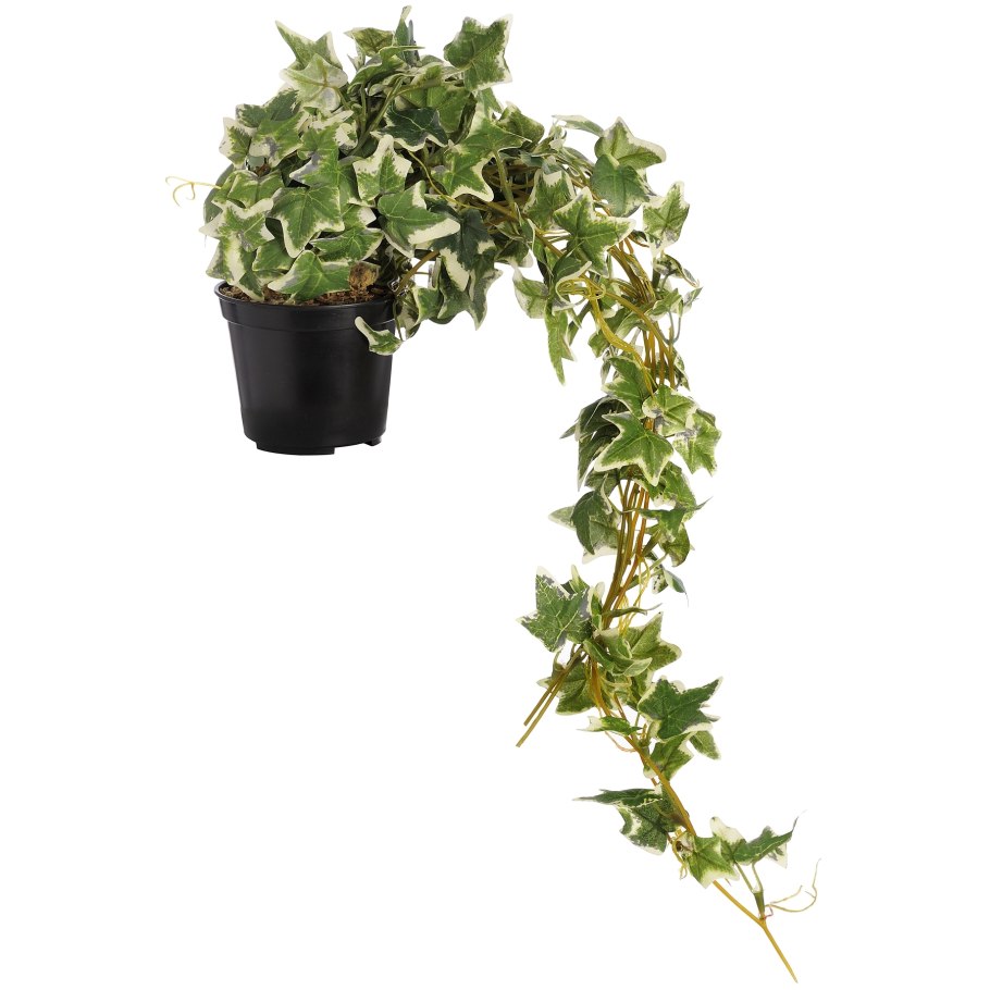 Вьюнок красное Знамя