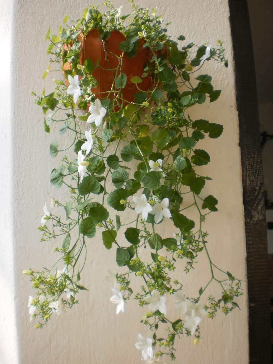 Вьюнок плющ комнатный