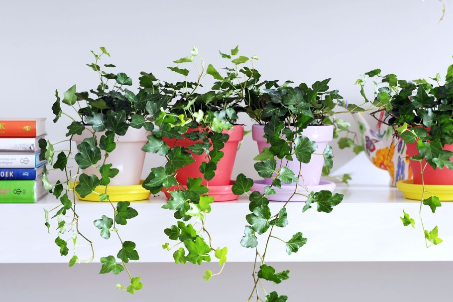 Плющ Хедера комнатный