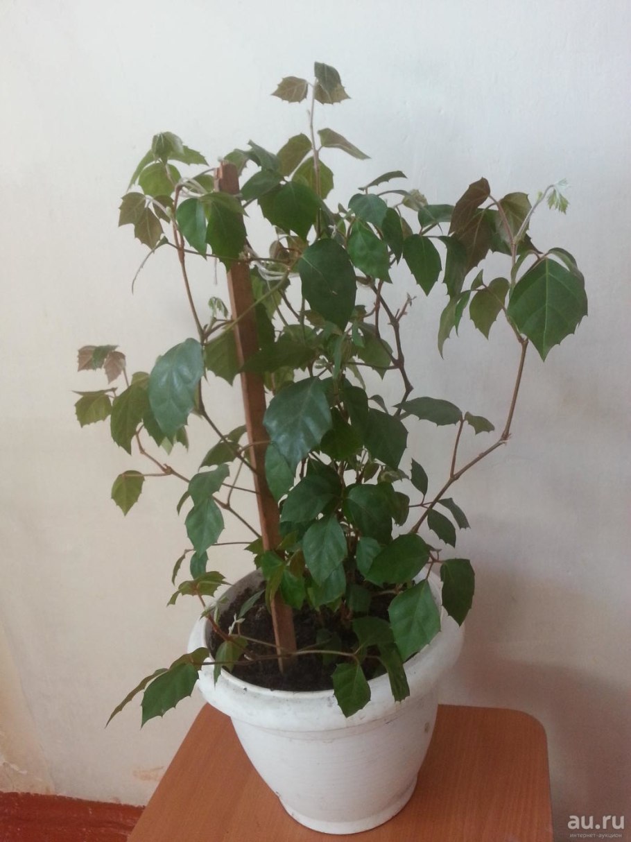 Плющ Хедера комнатный