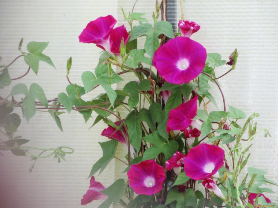 Комнатное растение Лиана Цветущая