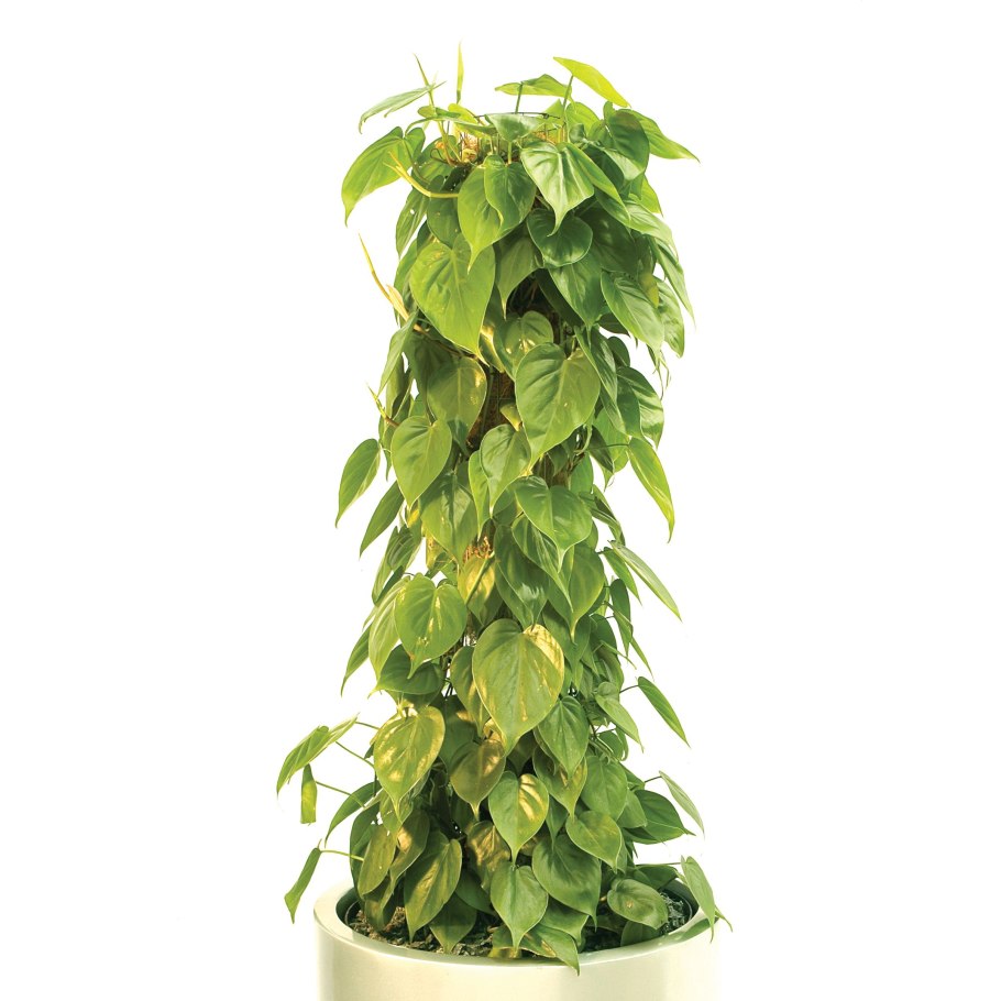 Вьюнок Акташ