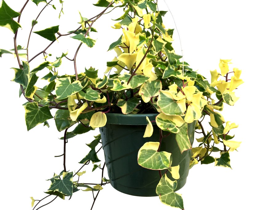 Вьюнок комнатный