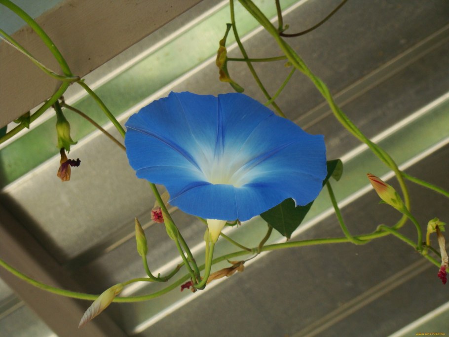 Вьюн комнатный