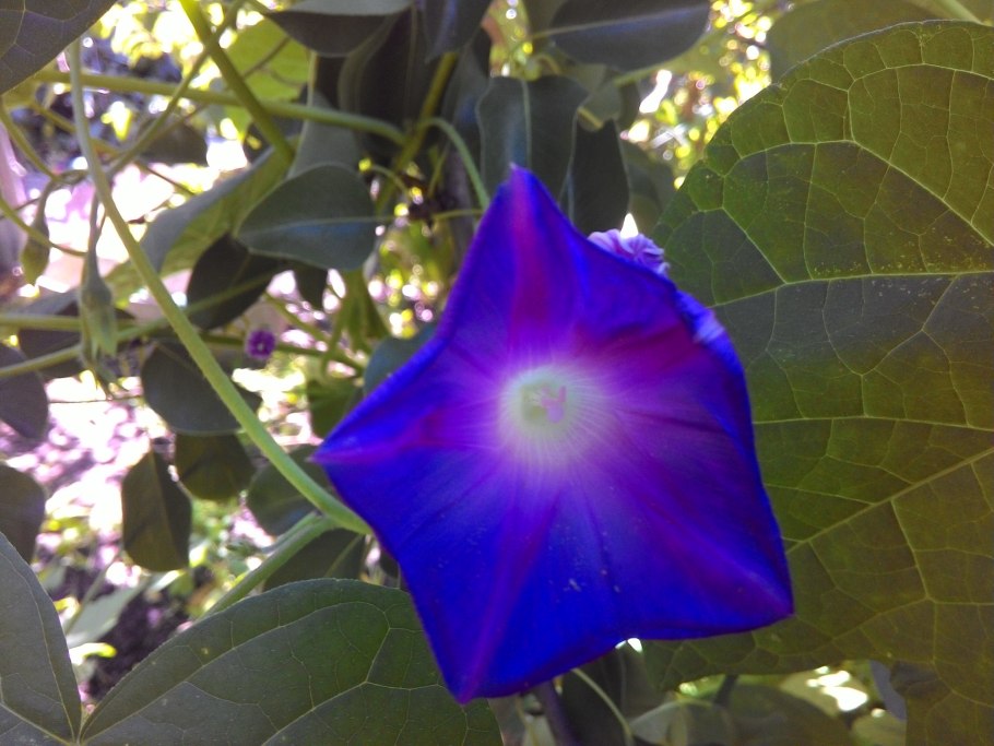 Вьюнок белый