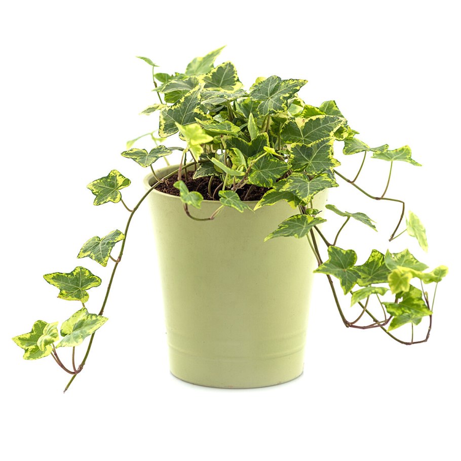 Вьюнок плющ комнатный