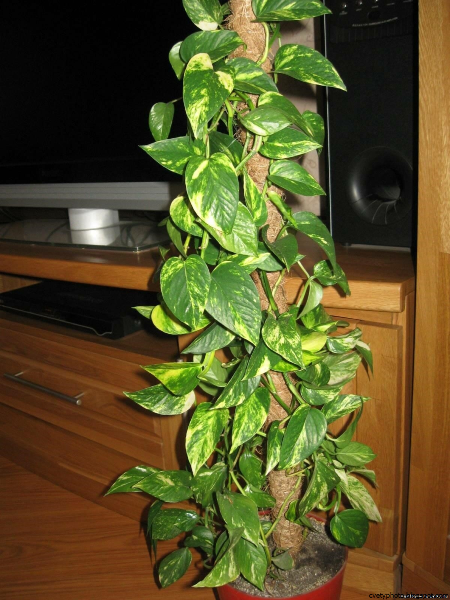 Вьюн ампельный