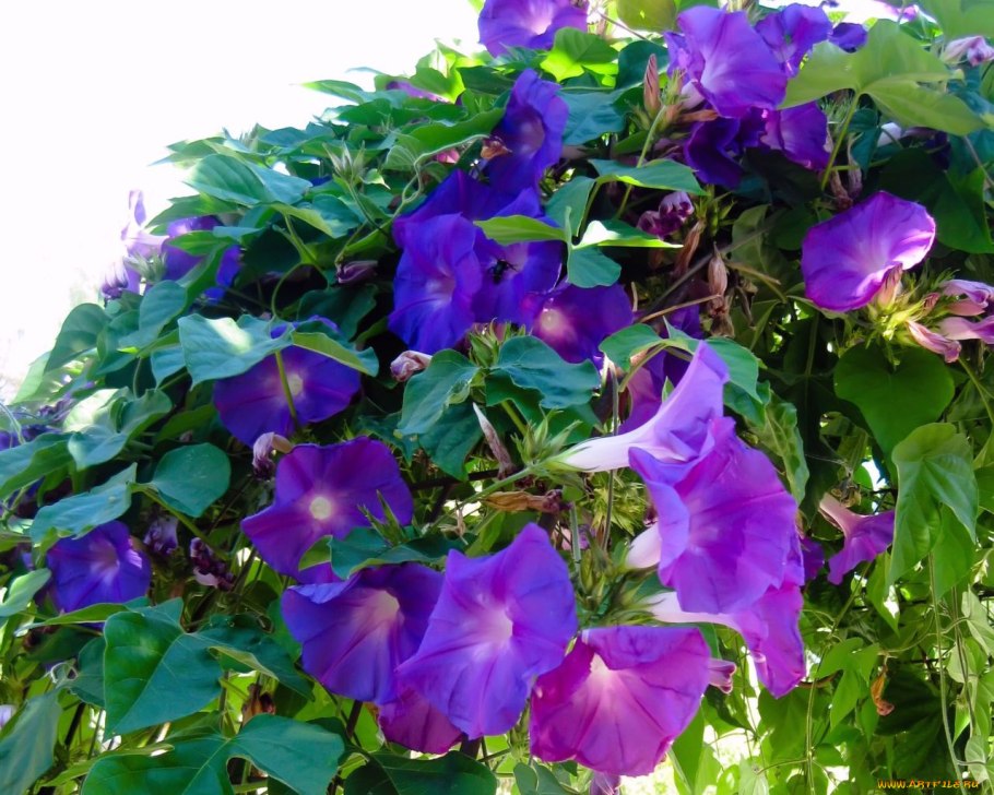 Ипомея Жизель