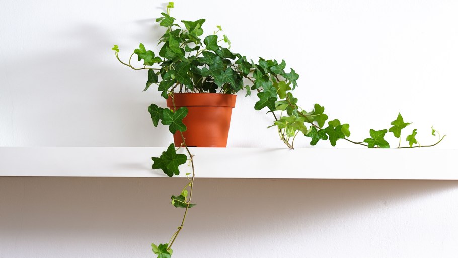 Вьюнки Дарвина