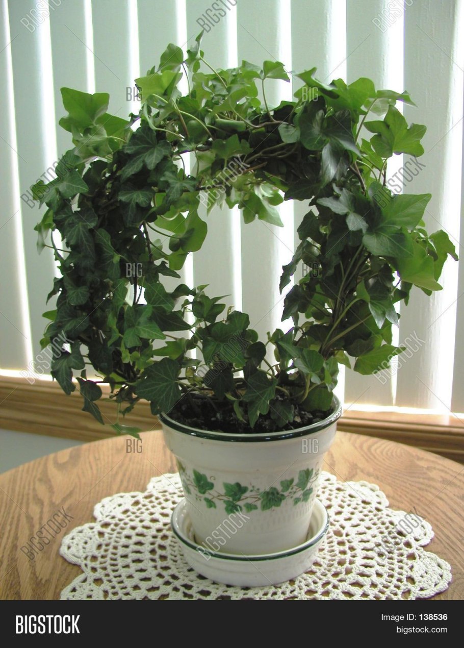 Монстера мужегон