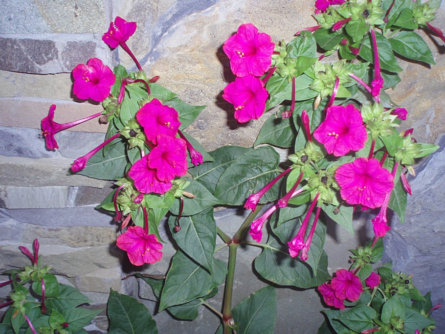 Сциндапсус Вьюн Лиана