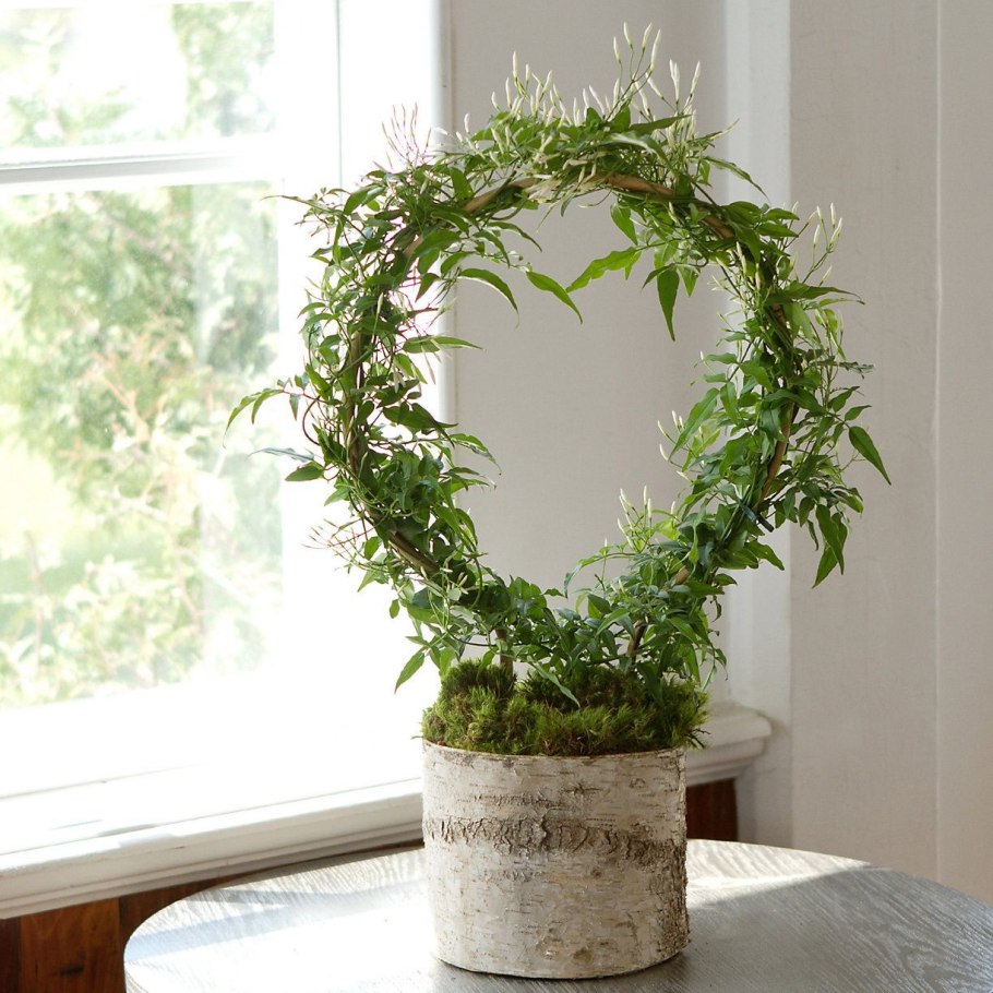 Хедера Хеликс Голден