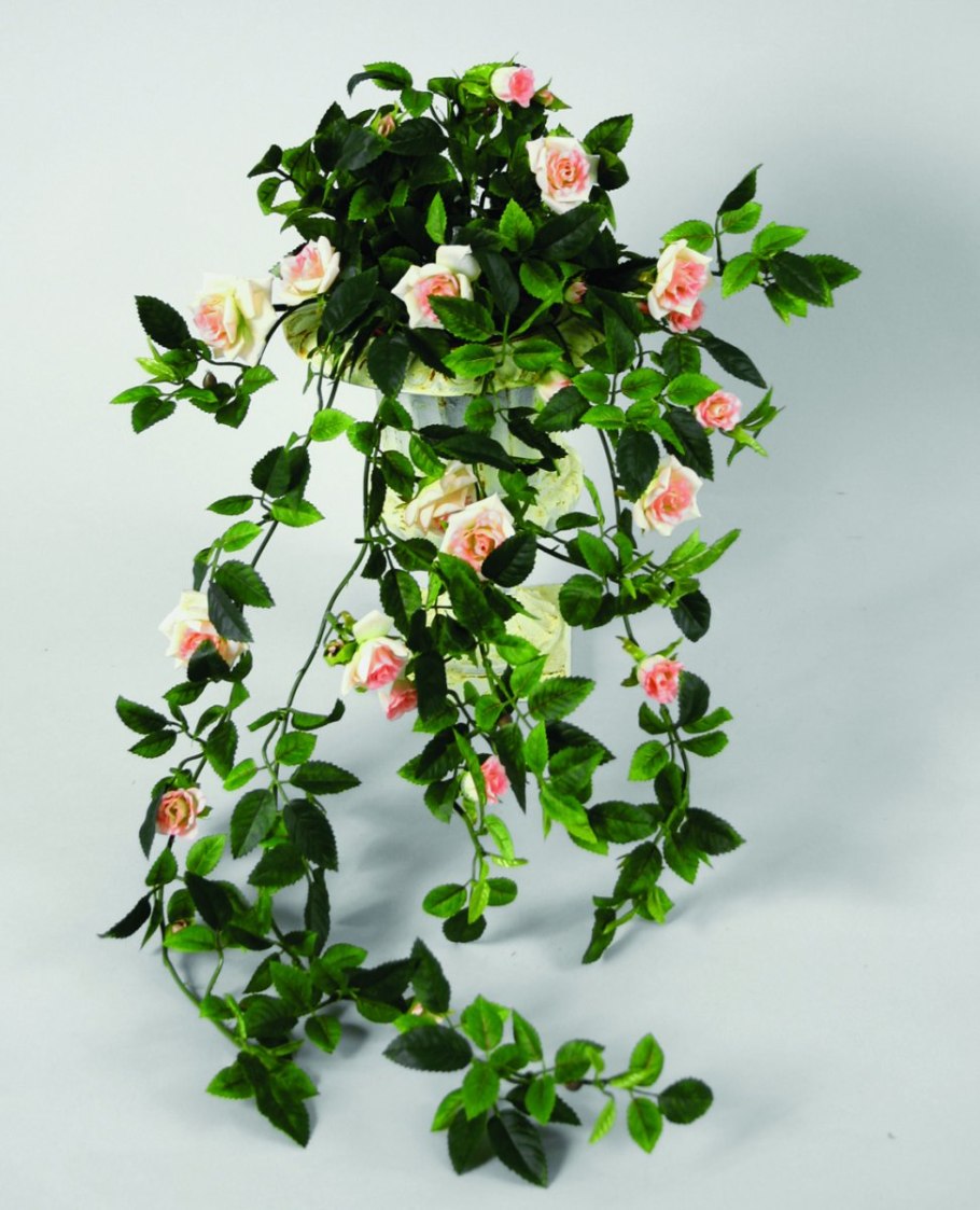 Плющ мужегон цветок