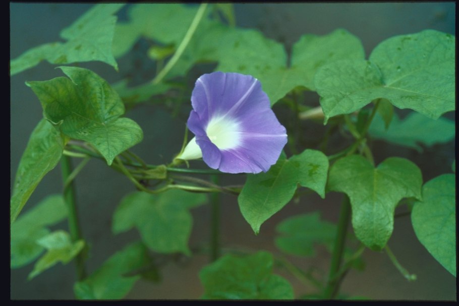 Ипомея пурпурная Скарлет Охара