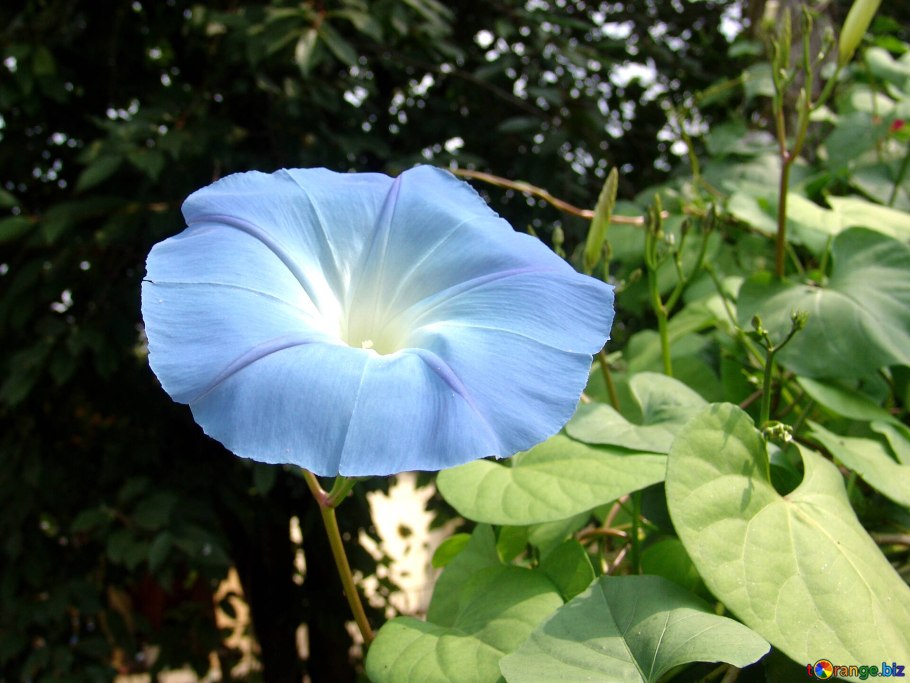 Традесканция Лиана