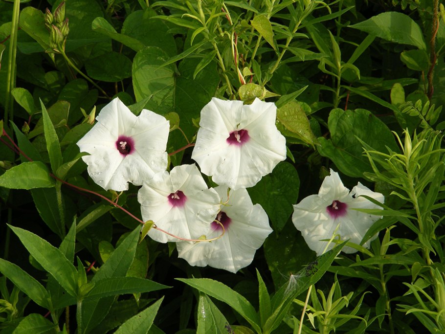 Цветок Вьюн комнатный