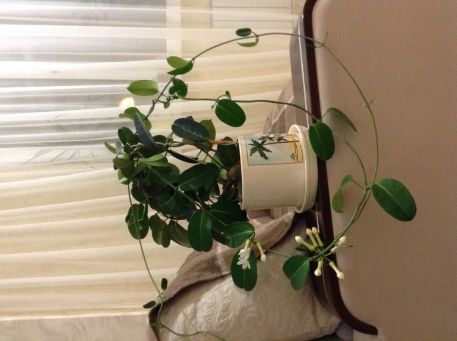 Плющ сциндапсус