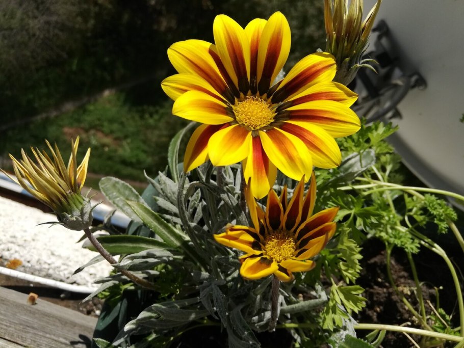 Гацания, газания, гацания