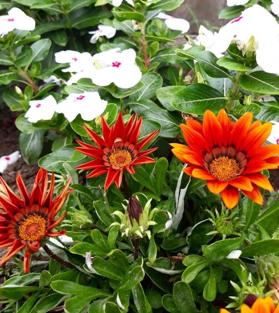 Гацания на клумбе