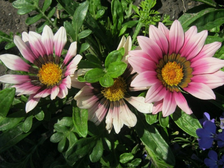 Цветок гацания многолетник