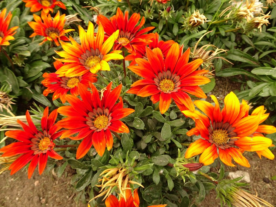 Гацания длиннострелковая