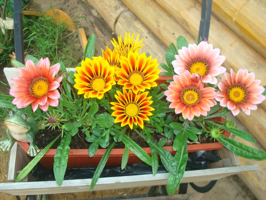 Гацания Фрости Кисс