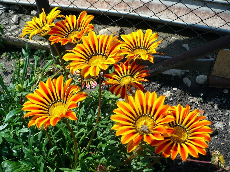 Гацания Муза смесь