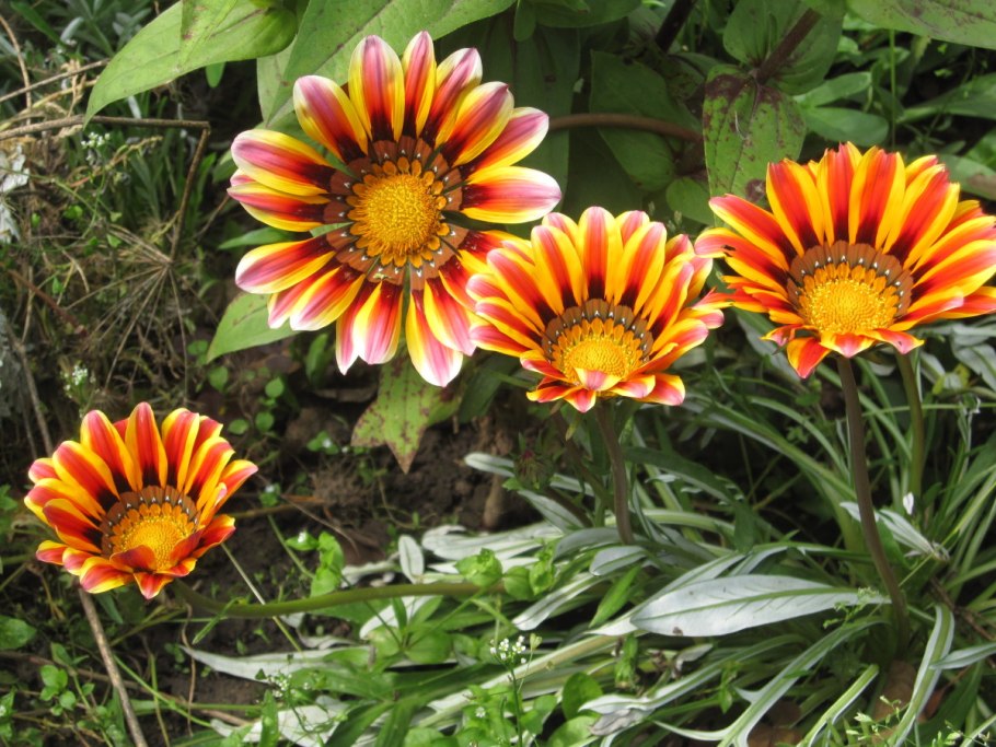 Гацания длиннострелковая