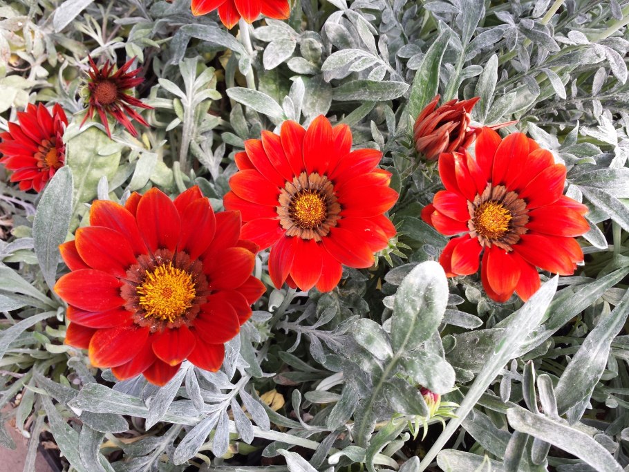 Гацания Нью дей ред страйп