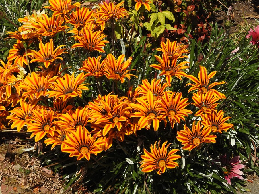 Гацания и газания