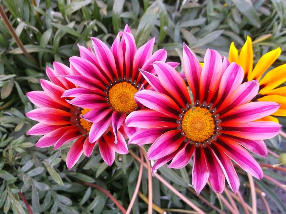 Гацания Нью Дэй