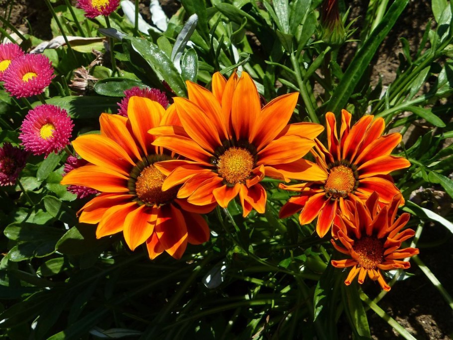 Гацания, газания, гацания