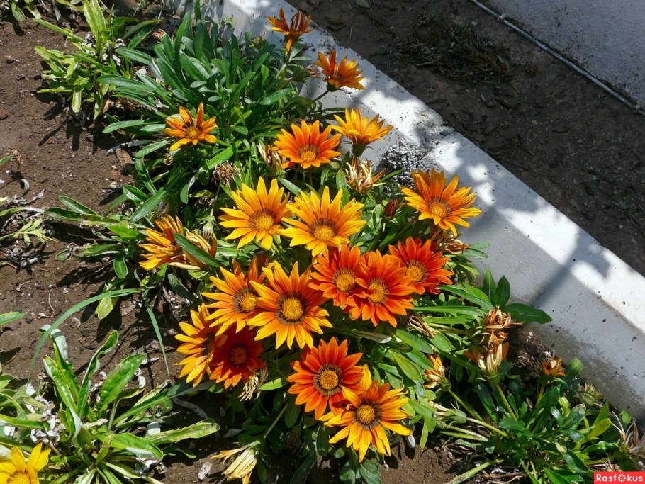 Газания на клумбе