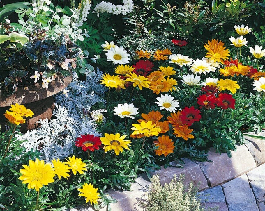 Вербена и гацания