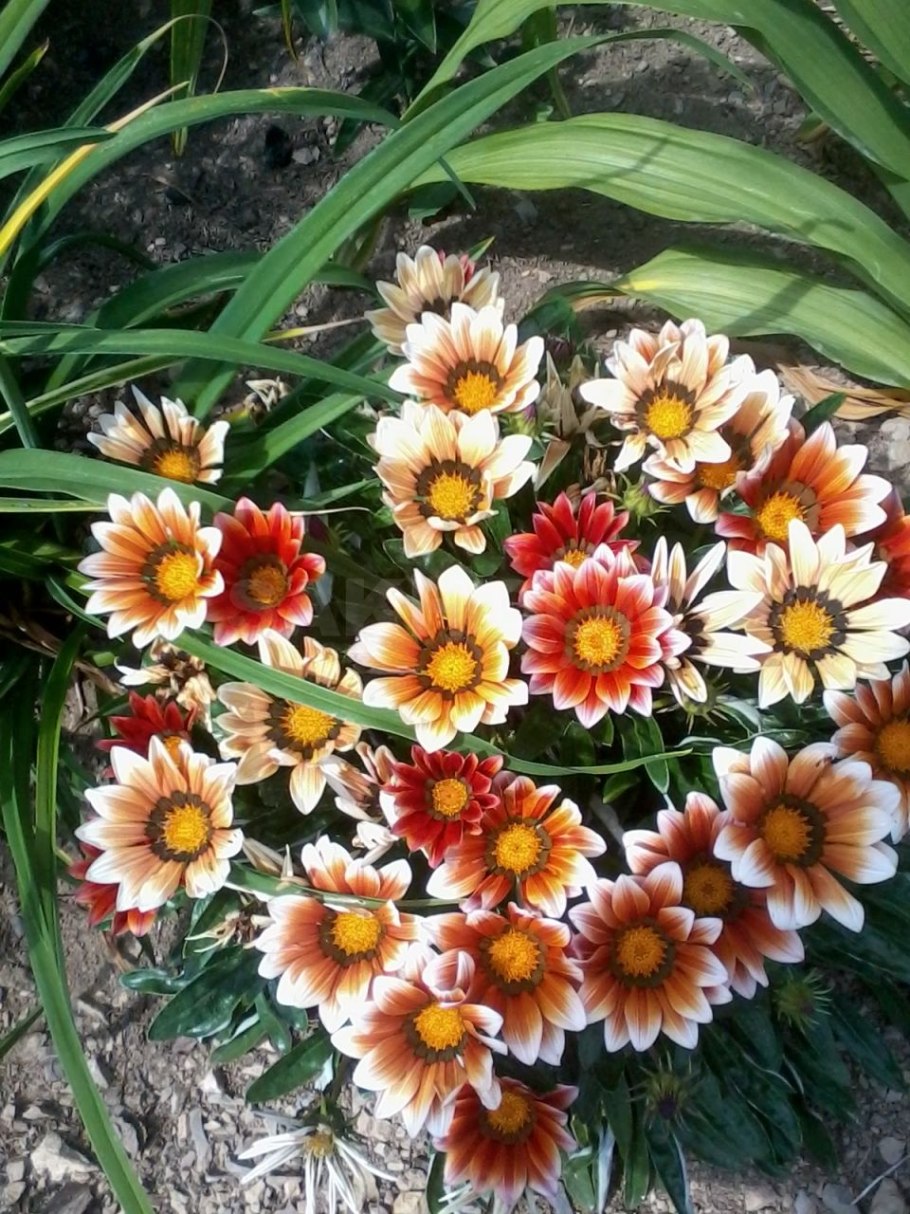 Гацания длиннострелковая