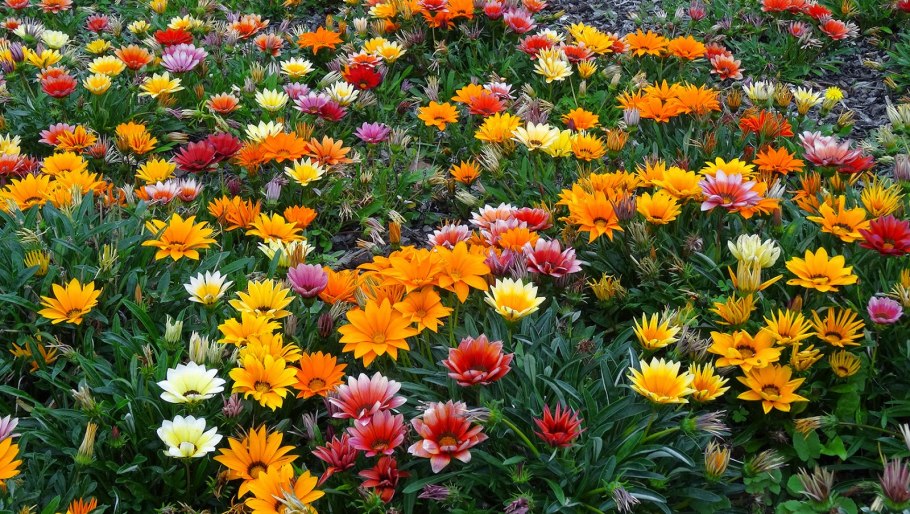 Газания гибридная смесь