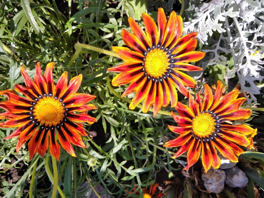 Гацания вегетативная ампельная